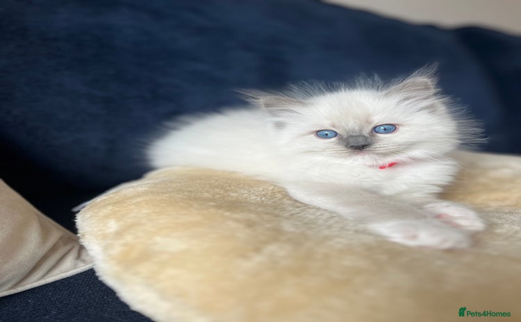 Ragdoll cats - Advert 12