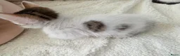 Mixed Breed cats for sale: 🐾 Gorgeous Home-Raised Tabby & White Kittens 🐾 in Rochdale - Advert 9