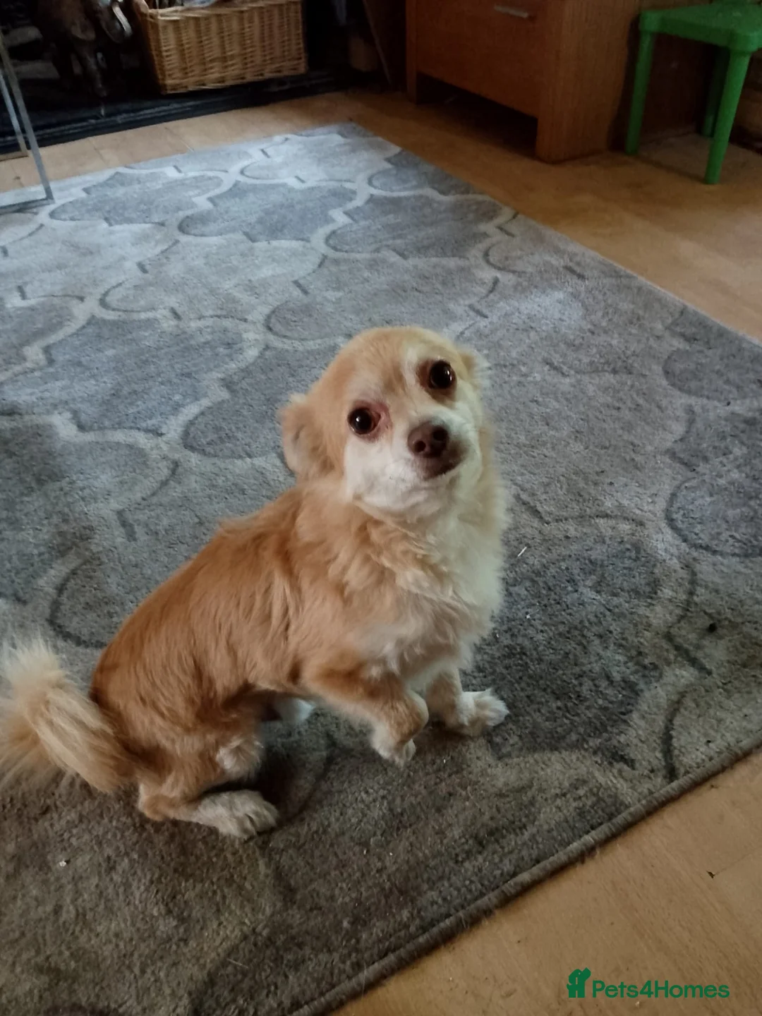 Chihuahua dogs for sale: Chihuahua pups - Advert 2