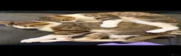 Domestic Shorthair cats for sale: Short hair Tabby brothers in need of a new home  - Advert 8