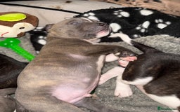 Staffordshire Bull Terrier dogs for sale: Chunky Staffordshire bull terrier puppies for sale - Image 9