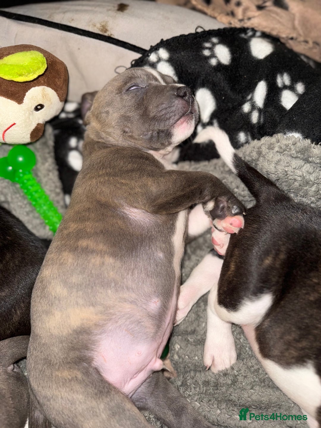 Staffordshire Bull Terrier dogs for sale: Chunky Staffordshire bull terrier puppies for sale - Image 9