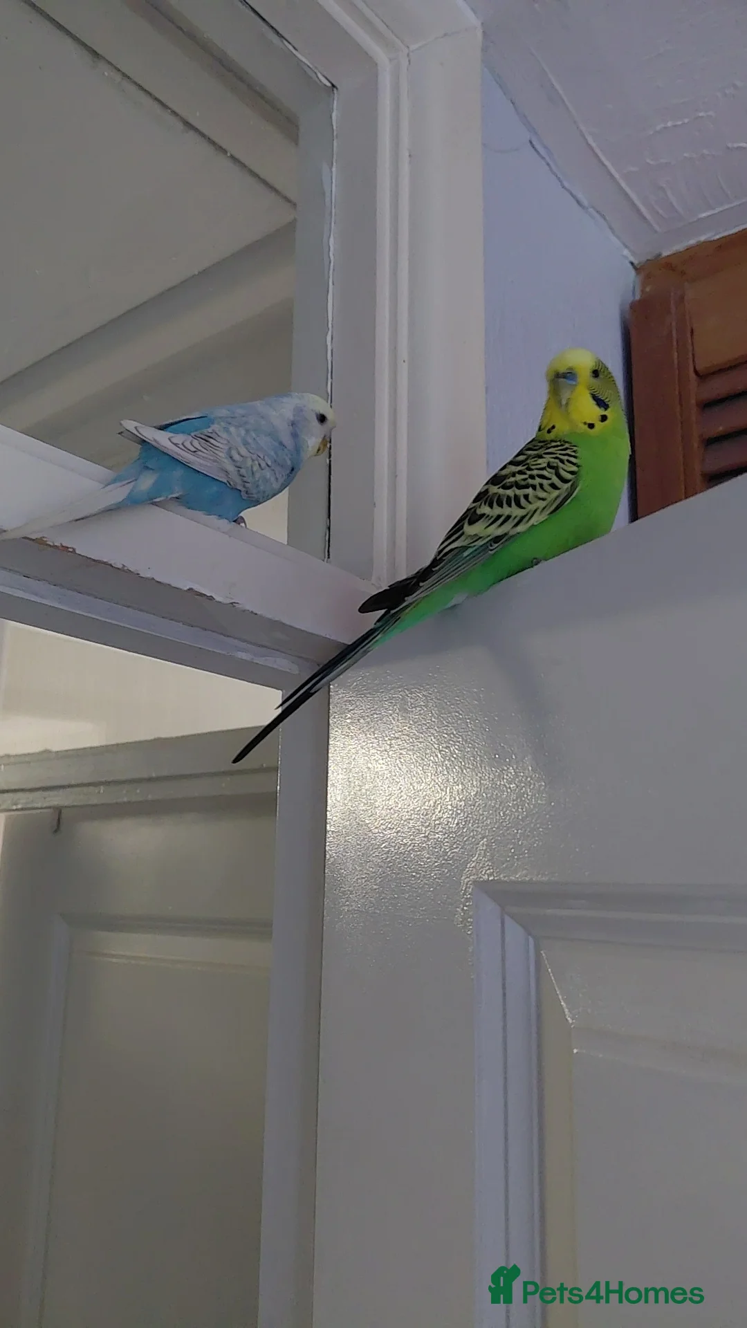 Budgerigars birds for sale: Budgies for sale in Aylesbury - Advert 1
