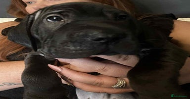 Mixed Breed dogs - Advert 13