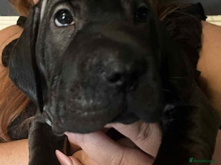 Mixed Breed dogs - Advert 1