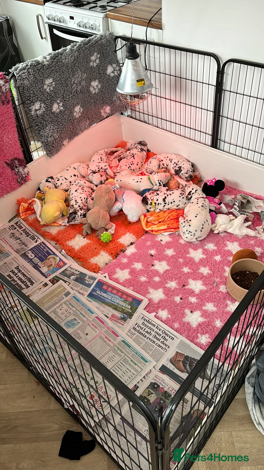 Dalmatian dogs for sale: Exceptional Dalmatian Puppies.  - Advert 2