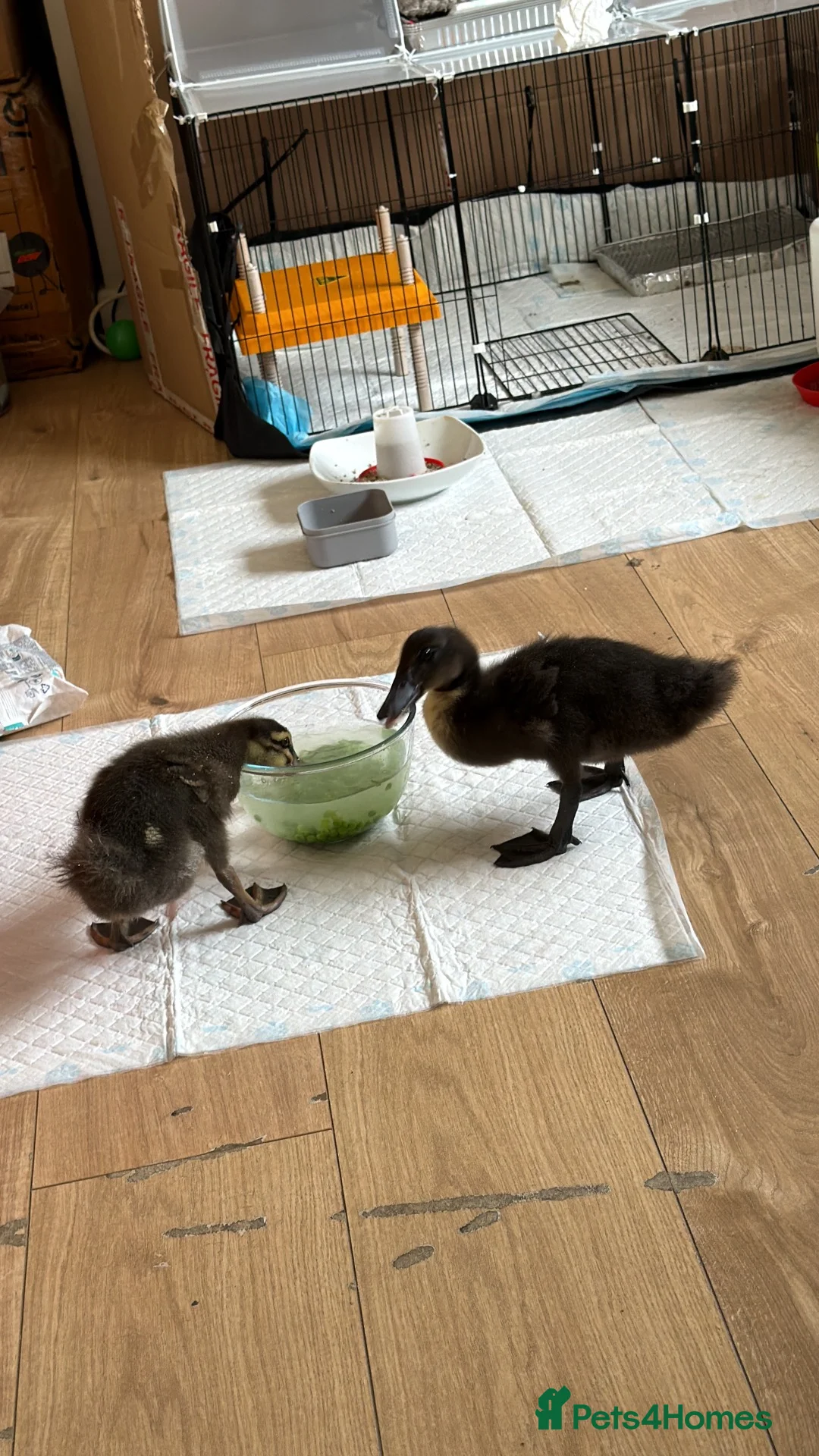 Mixed Breed birds for sale: Ducklings  - Advert 1