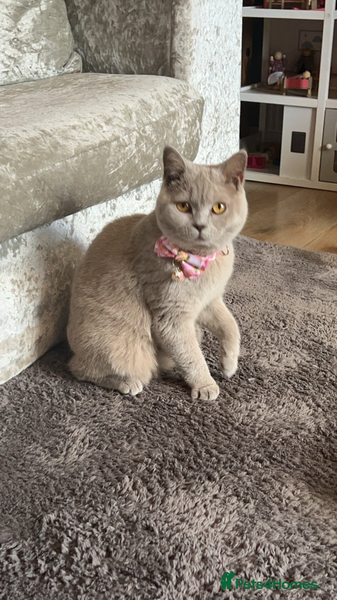 British Shorthair cats for sale: 2 year spayed British shorthair girl.  - Image 6