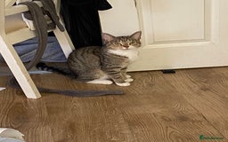Domestic Shorthair cats for sale: Tabby cat looking forever home - Image 1