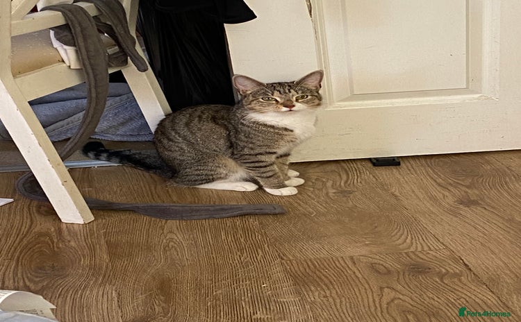 Domestic Shorthair cats - Advert 1