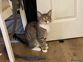 Domestic Shorthair cats - Advert 35