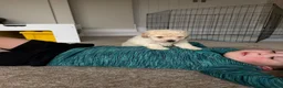 Poochon dogs for sale: Outstanding F1 health tested puppies - Advert 8