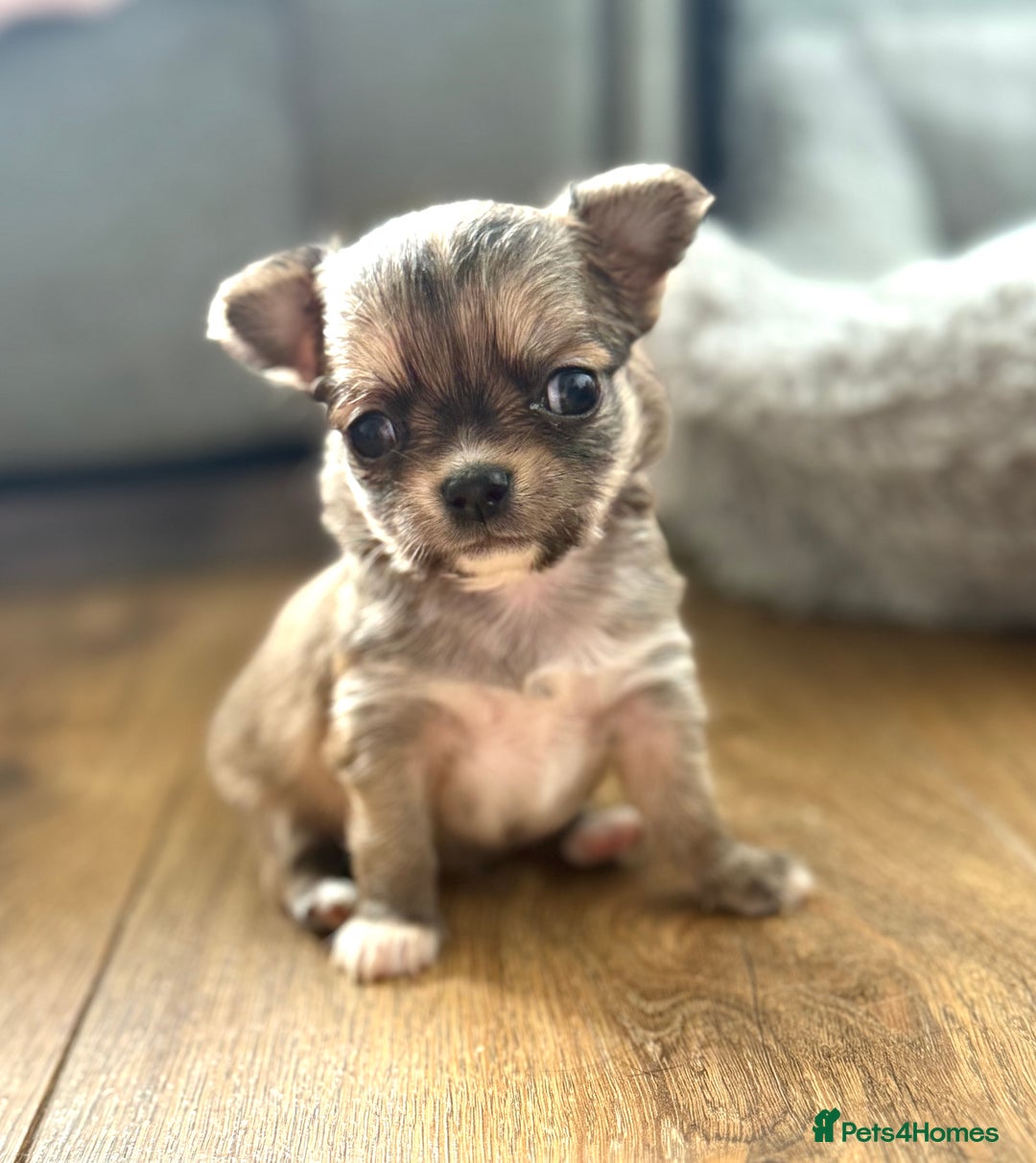 Chihuahua dogs for sale: Last show quality KC long coat Boy  - Advert 10