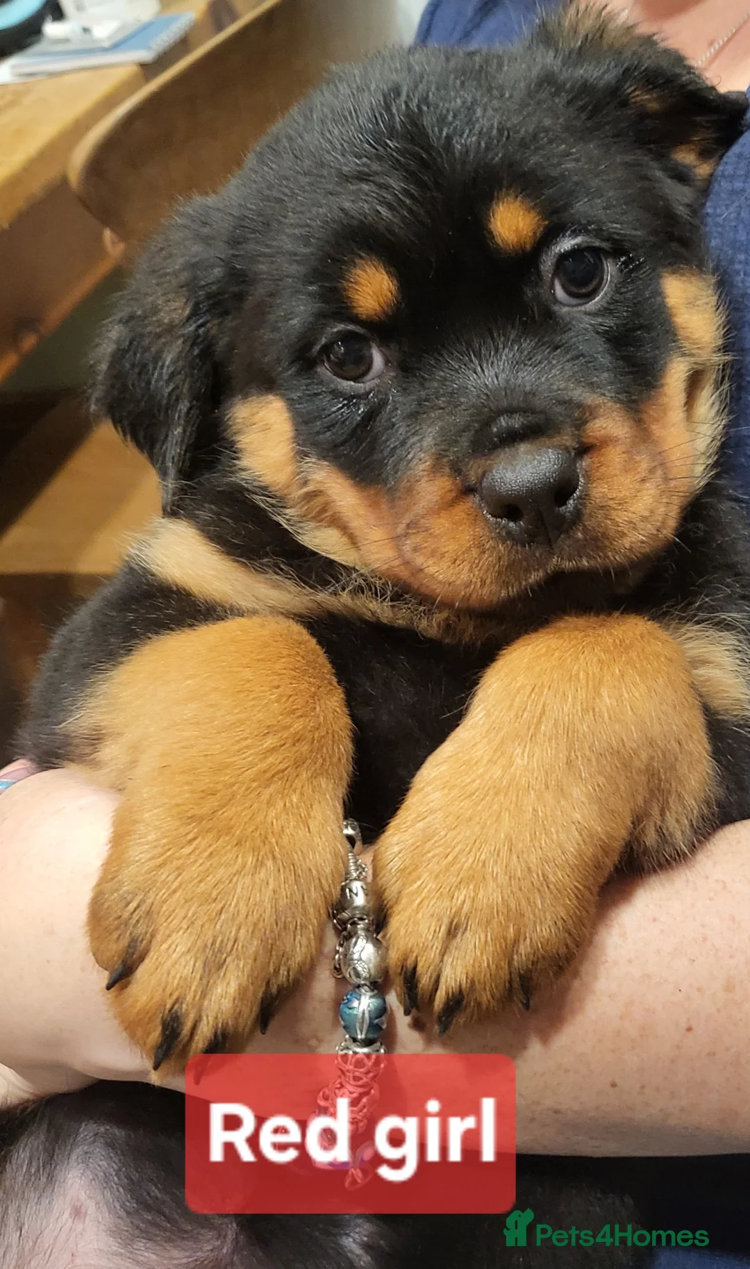 Rottweiler dogs for sale: Chunky Rottweiler Puppies - Advert 7