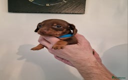 Dachshund dogs for sale: Miniature Smooth Haired Dachshund Puppies - Image 2