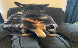 German Shepherd dogs for sale: Gorgeous German Shepherd puppies - Image 2