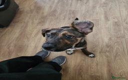 Mixed Breed dogs for sale: 11 month old staffy x Belgian Mali  - Image 4