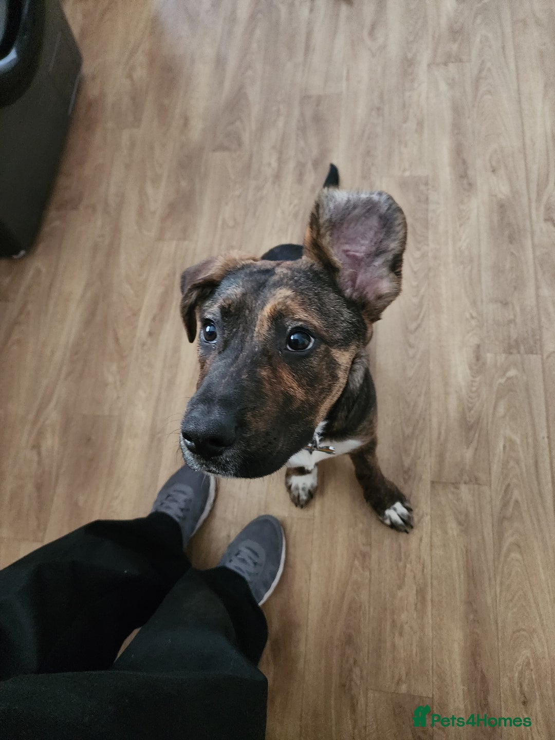 Mixed Breed dogs for sale: 11 month old staffy x Belgian Mali  - Image 4