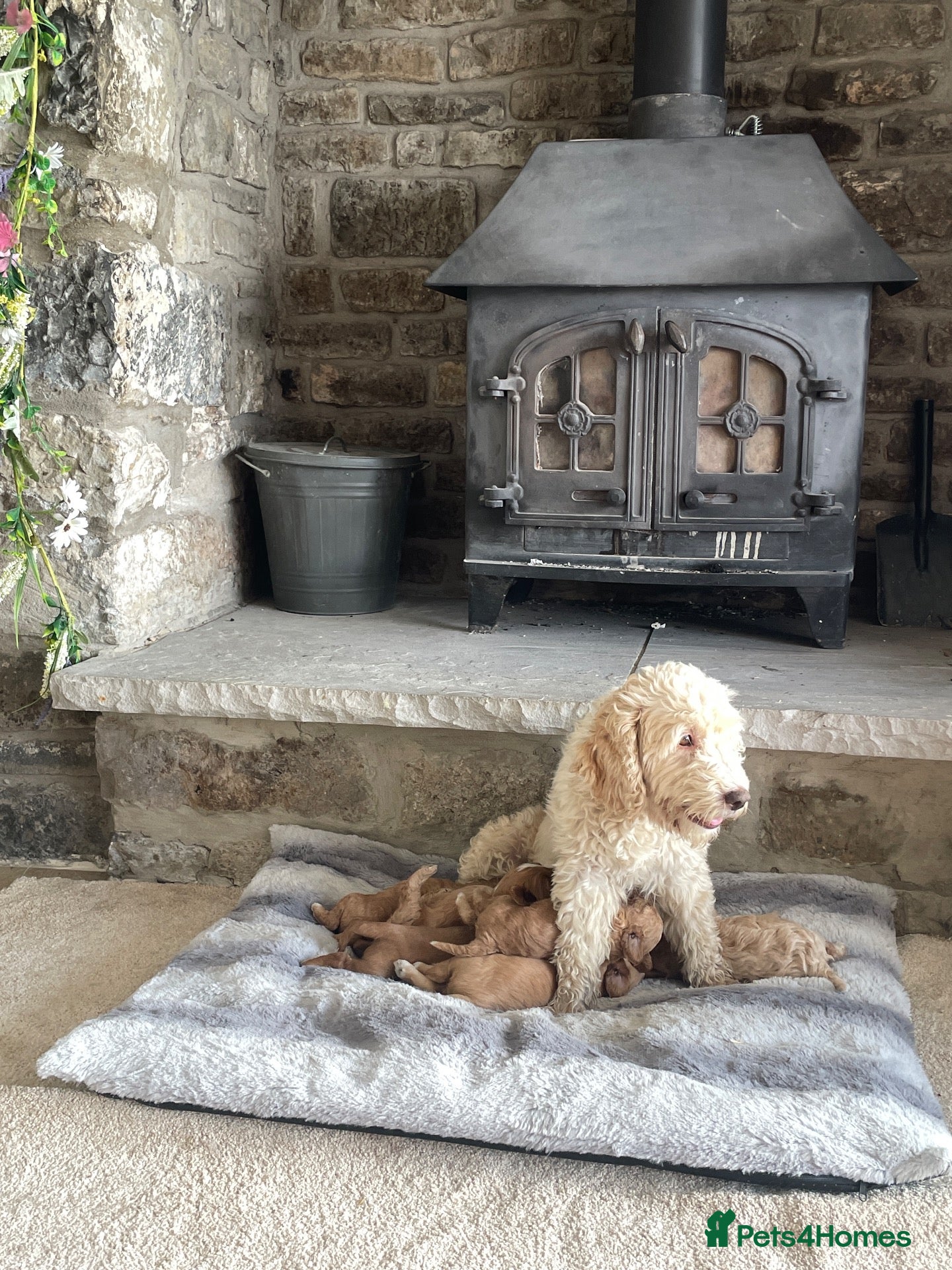 Cockapoo dogs 5⭐️Cockapoo Apricot, Red. Clear genetics & Health - Advert 2