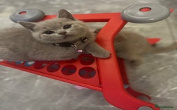 British Shorthair cats for sale: Beautiful  lilac and blue kittens 2 boys 1 girl - Image 16