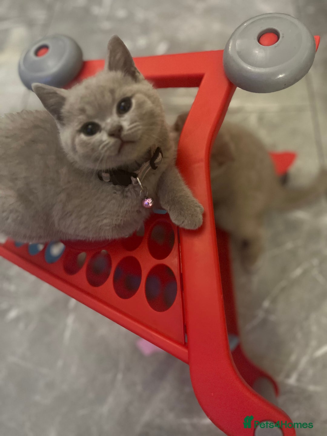 British Shorthair cats for sale: Beautiful  lilac and blue kittens 2 boys 1 girl - Image 16