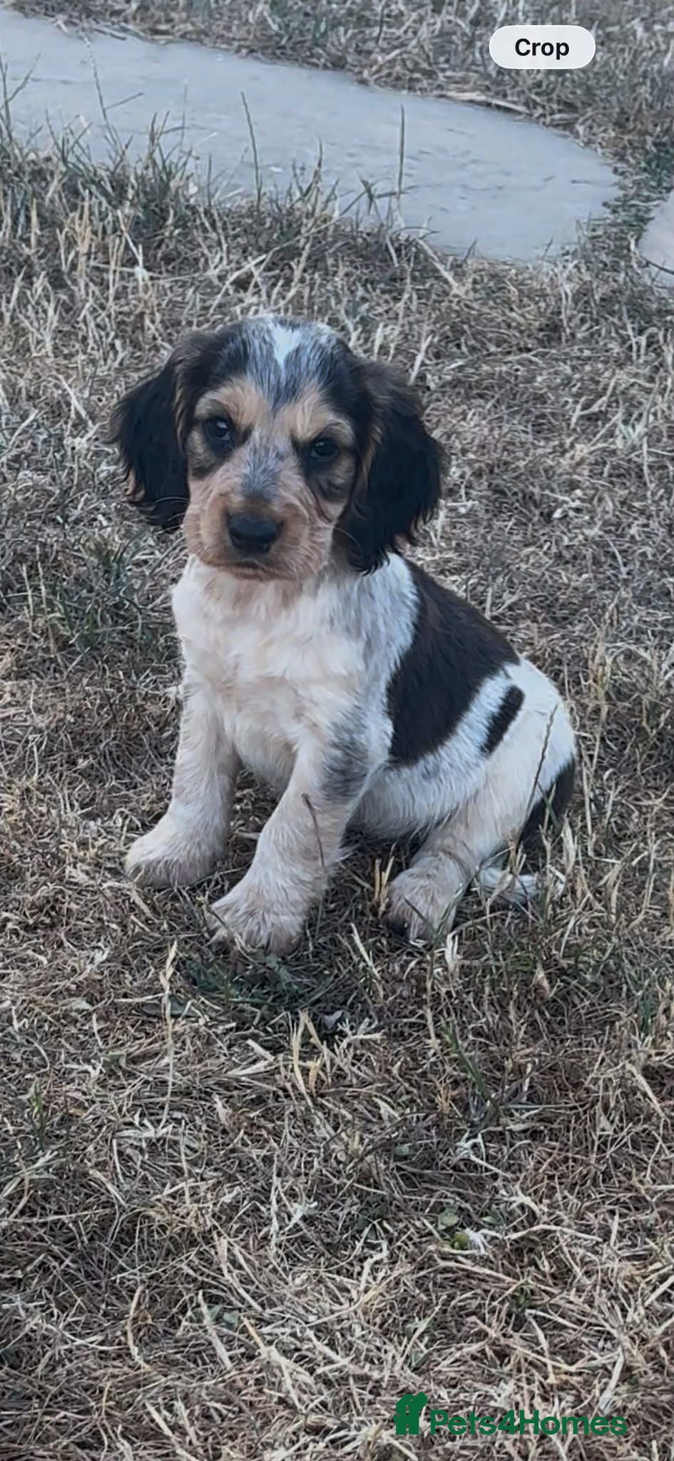 Cocker Spaniel dogs SHOW TYPE COCKER SPANIEL PUPPIES  - Advert 6