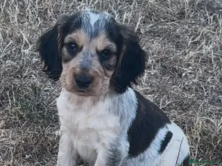 Cocker Spaniel dogs SHOW TYPE COCKER SPANIEL PUPPIES - Advert 6