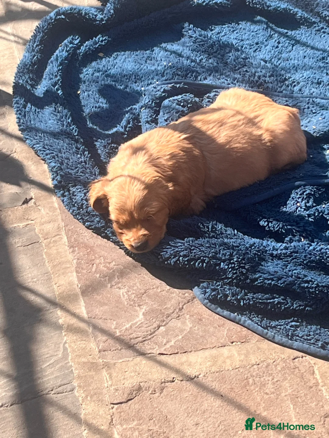 Cocker Spaniel dogs for sale: Cocker Spaniel puppies - Advert 1
