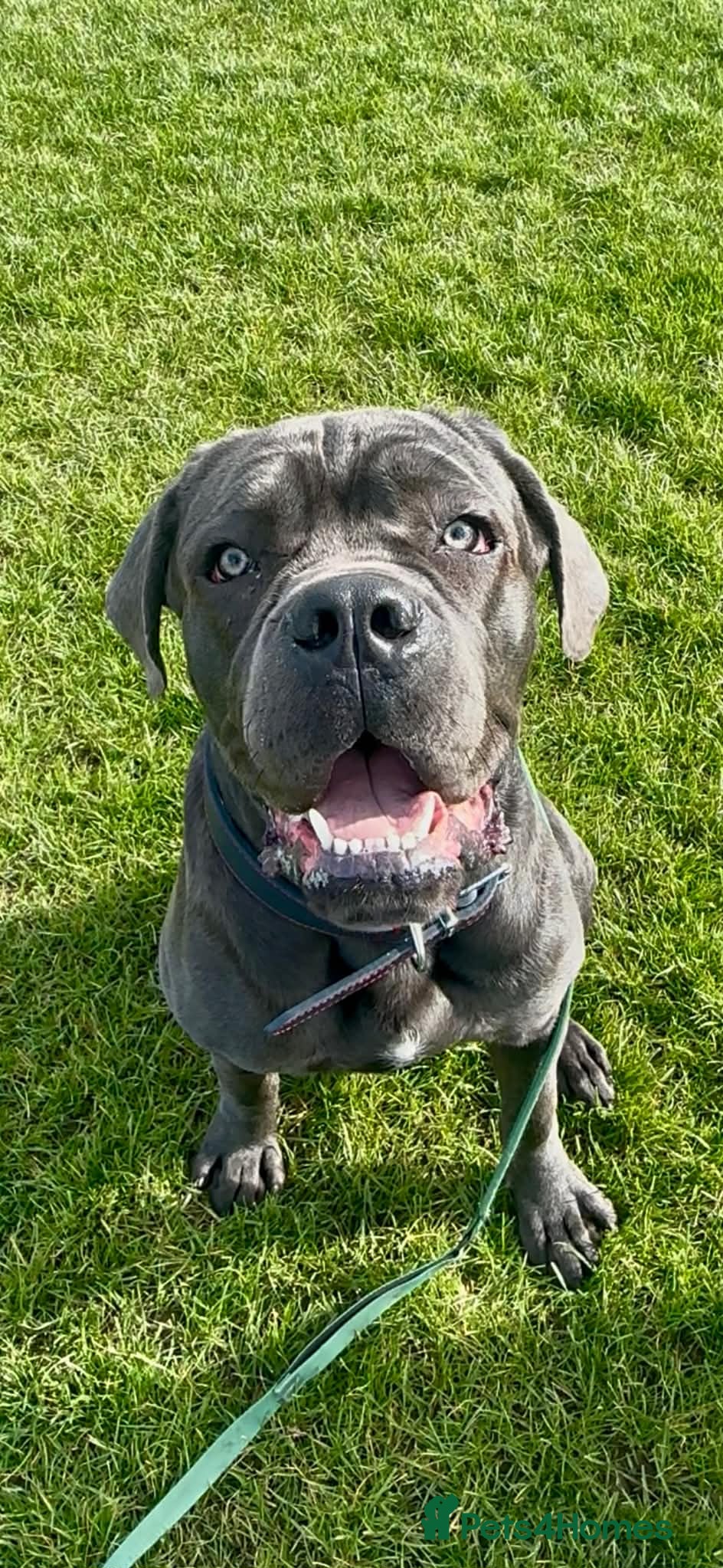 Cane Corso dogs for sale: Big manni the cane Corso available for rehome - Advert 1