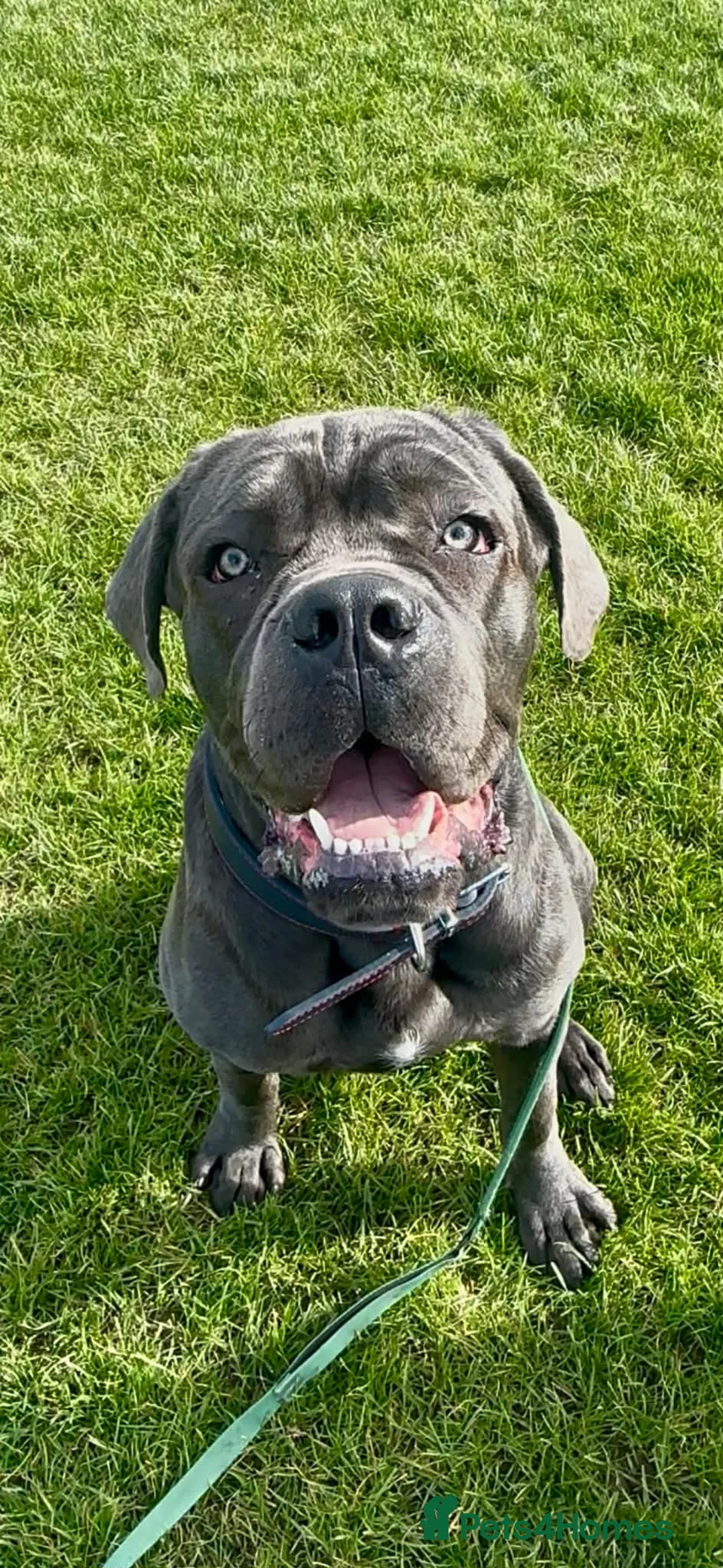 Cane Corso dogs for sale: Big manni the cane Corso available for rehome in Kilmarnock - Advert 1
