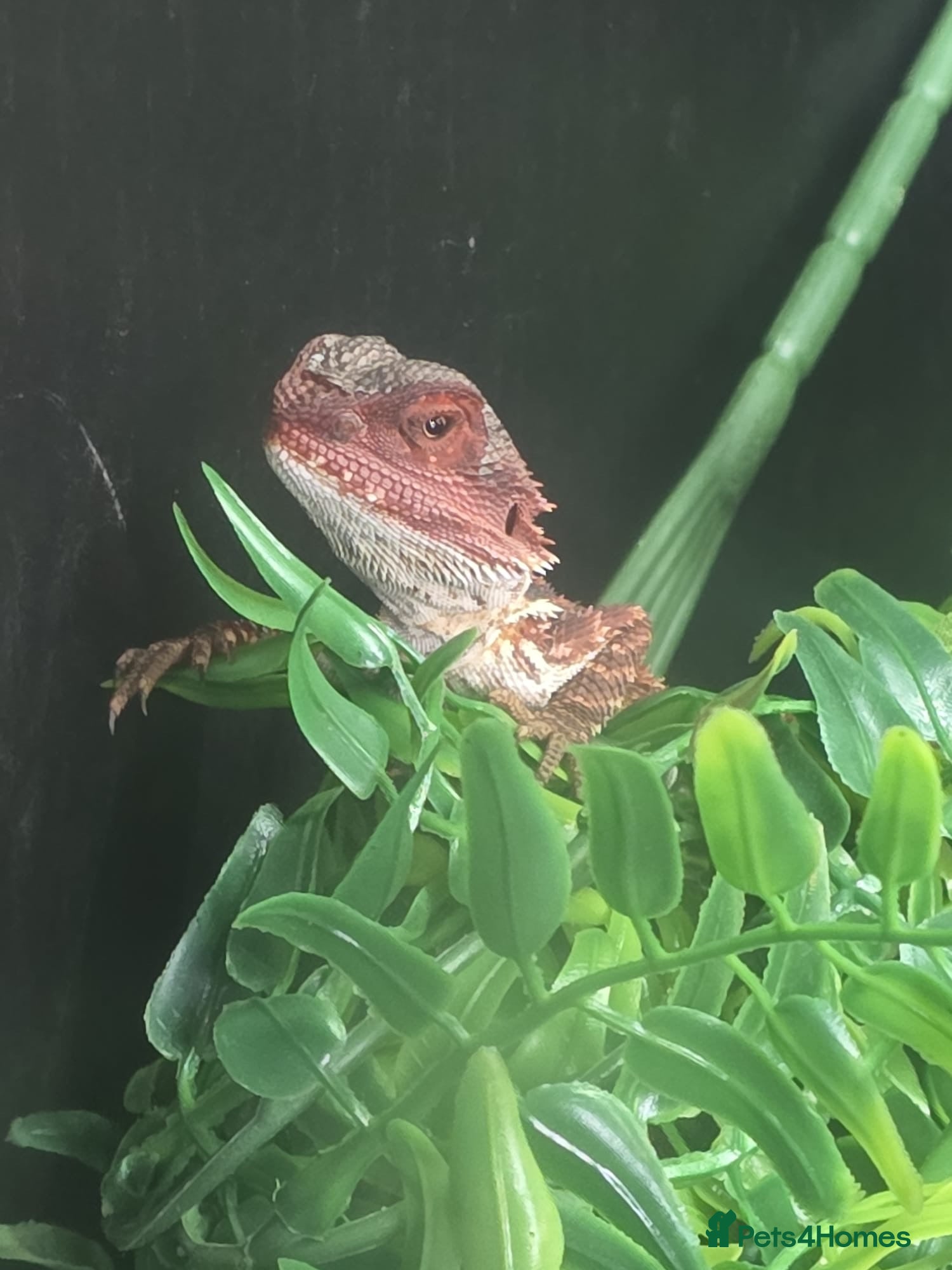 Bearded Dragon reptiles Red Monster Bearded Dragon & Set Up - Advert 17