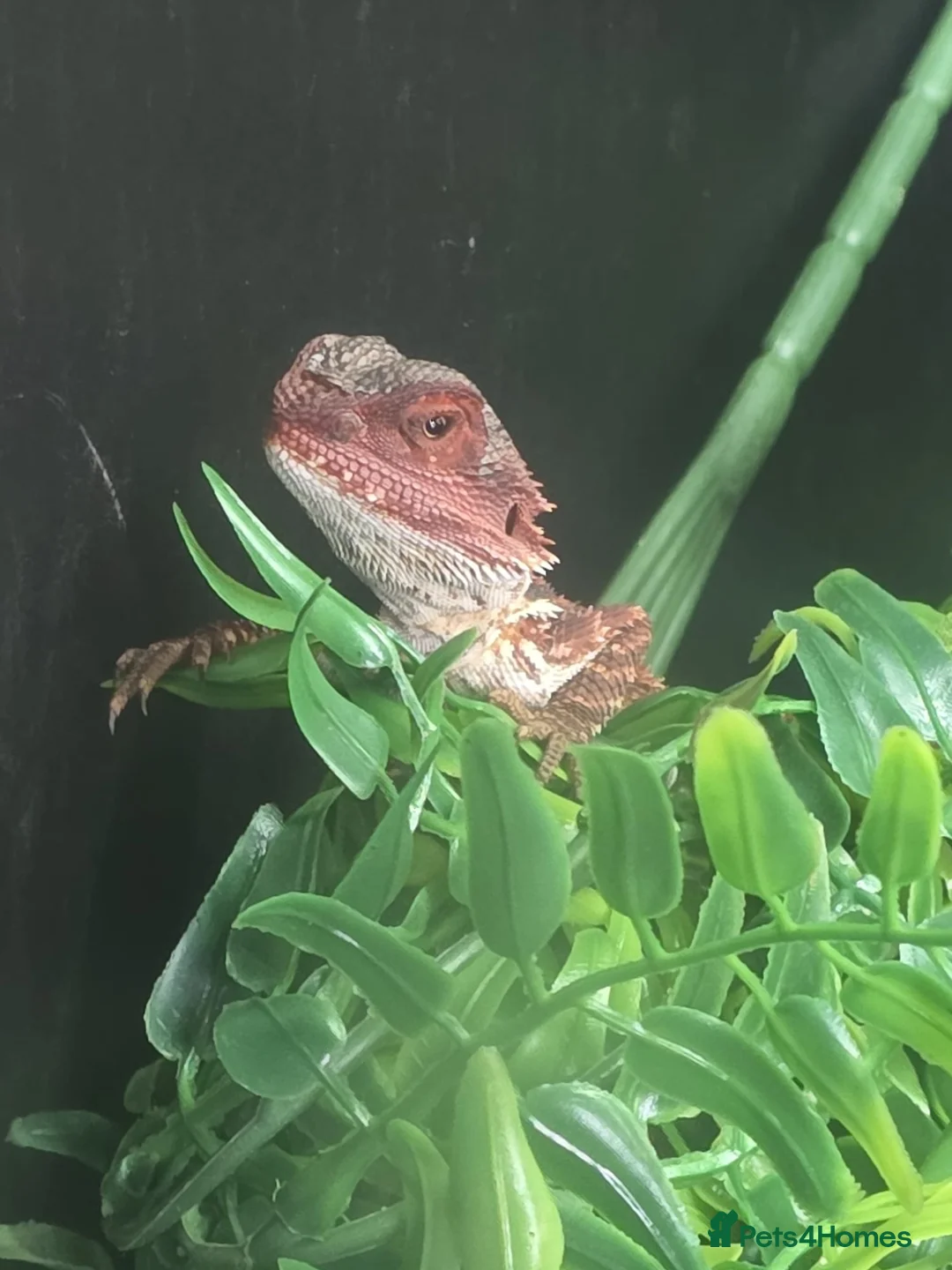 Bearded Dragon reptiles for sale: Red Monster Bearded Dragon & Set Up - Advert 1