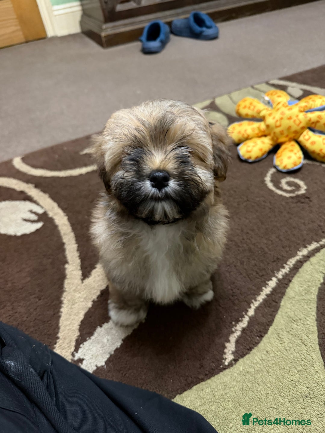 Havanese dogs for sale: ***Amazing Havanese Puppies *** - Advert 14