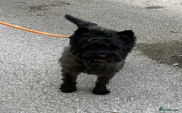 Cairn Terrier dogs for sale: Adorable Cairn Terrier Boy - Image 6