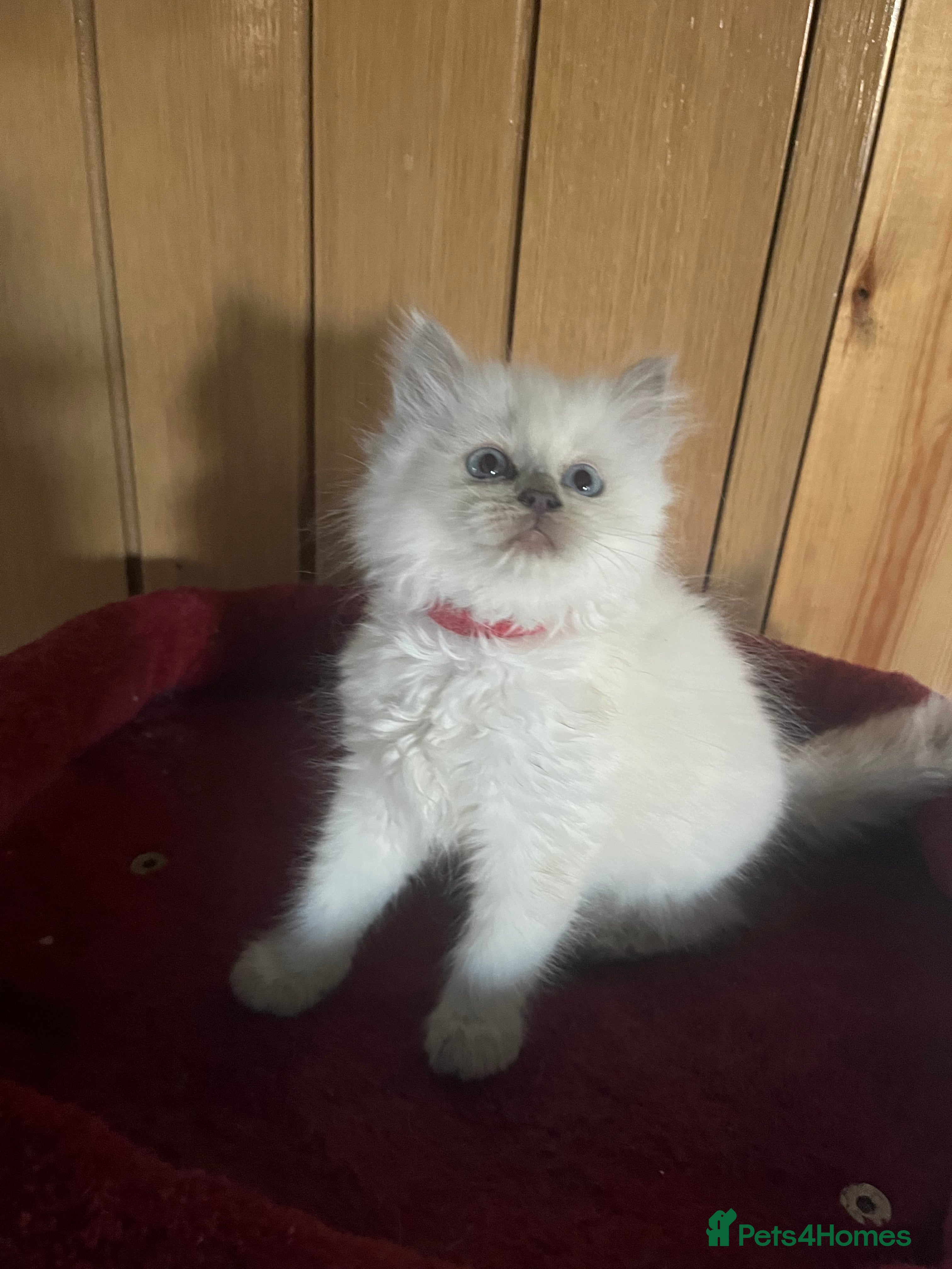 Ragdoll cats for sale: Gorgeous Tica ragdoll kittens  - Advert 2