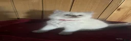 Ragdoll cats for sale: Gorgeous Tica ragdoll kittens  - Advert 12