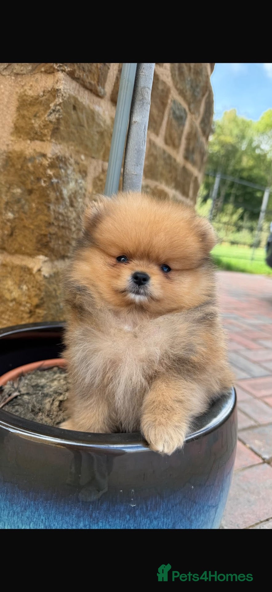 Pomeranian dogs Champion Line small size  - Advert 2