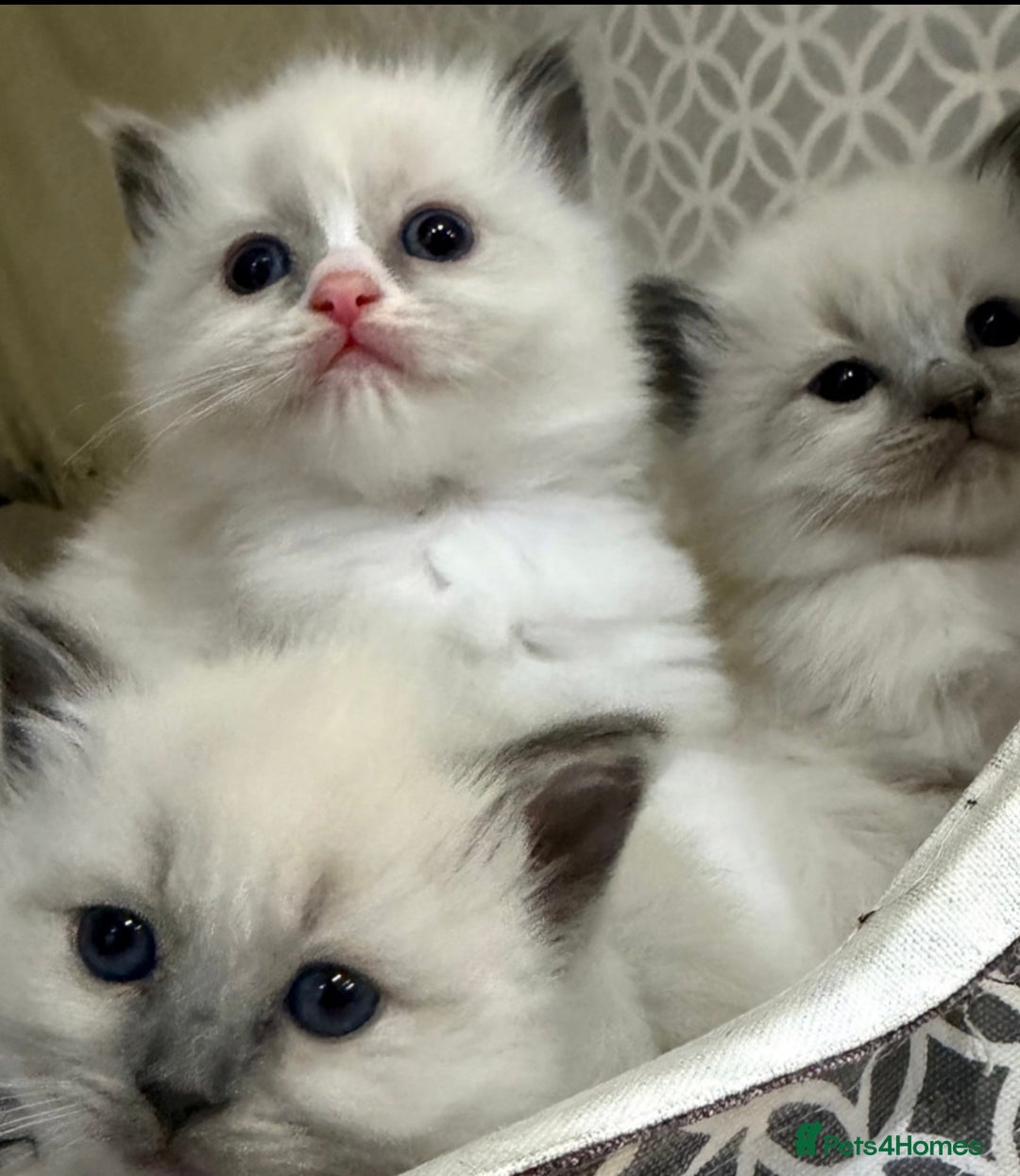 Ragdoll cats for sale: 5 PURE adorable💙💗Ragdolls💗💙ready to leave soon - Advert 2