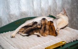Abyssinian cats for sale: Silver Black Abyssinians-Champion TICA pedigree - Image 23