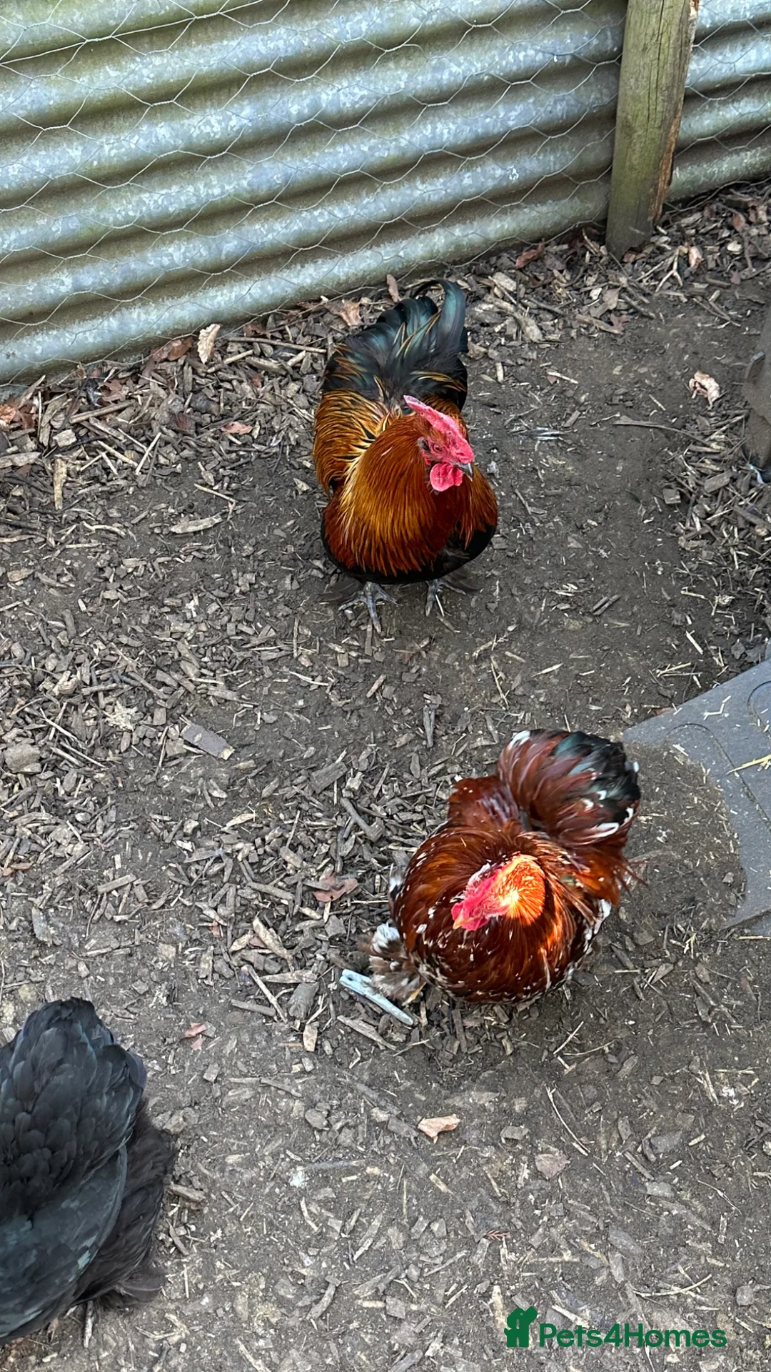 Chickens poultry for sale: Mixed colour Pekin bantam hatching eggs x6 in Tewkesbury - Advert 4