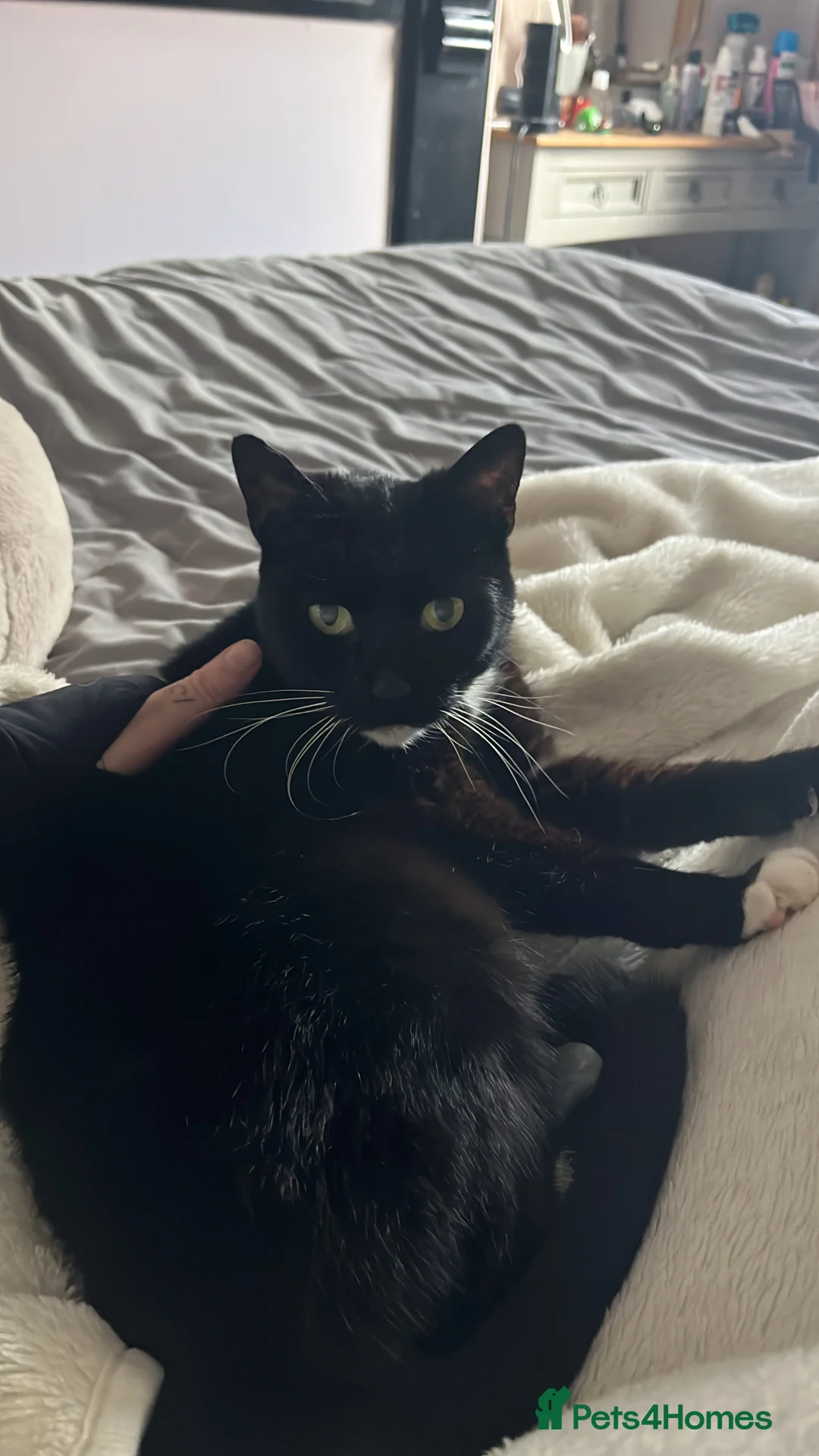 Domestic Shorthair cats for sale: Black & White Cat  - Advert 1