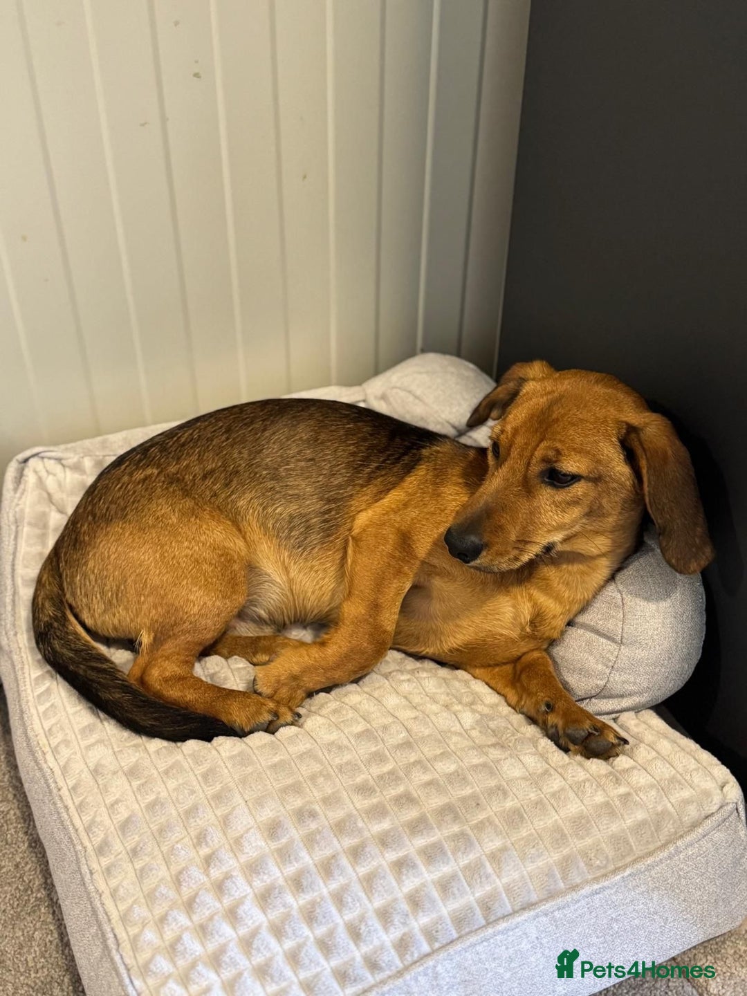 Mixed Breed dogs for adoption: Cutie pie Alex ready for his home - Advert 3