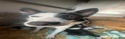 Smooth Collie dogs for sale: Sheepdog pups - Advert 1