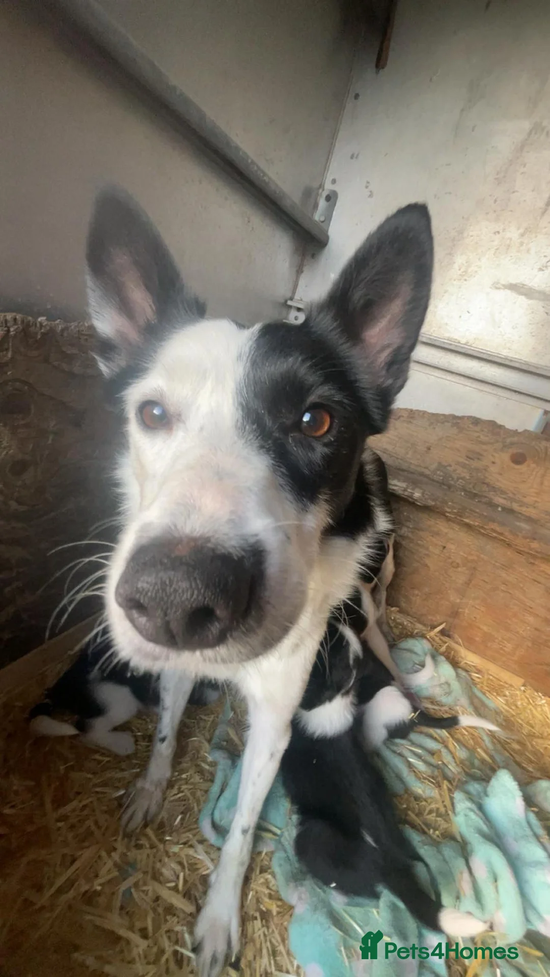 Smooth Collie dogs for sale: Sheepdog pups - Advert 1