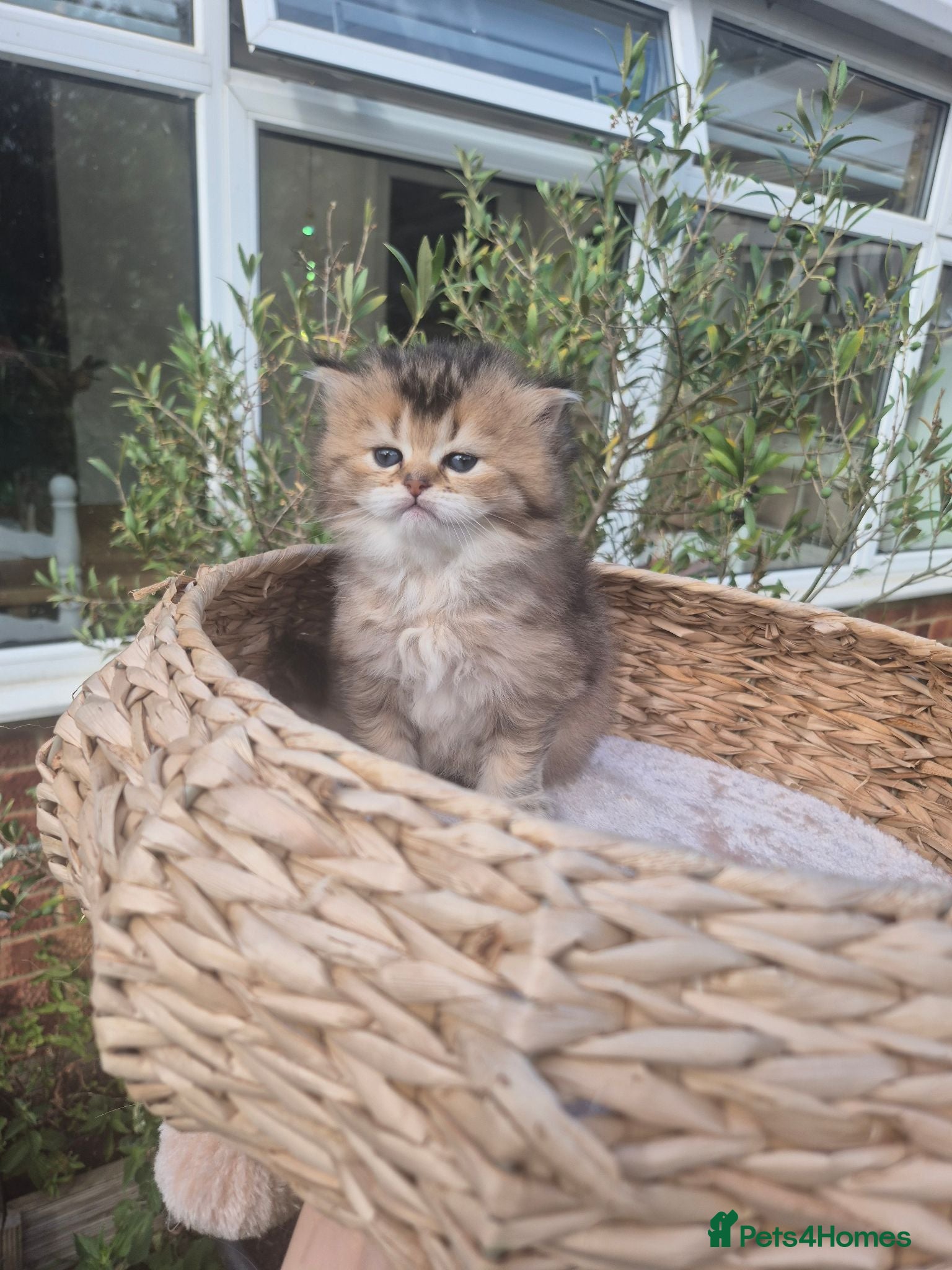 British Longhair cats Cutest BLH girl - Advert 7