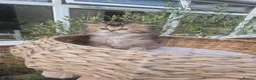 British Longhair cats for sale: Cutest BLH girl - Advert 5