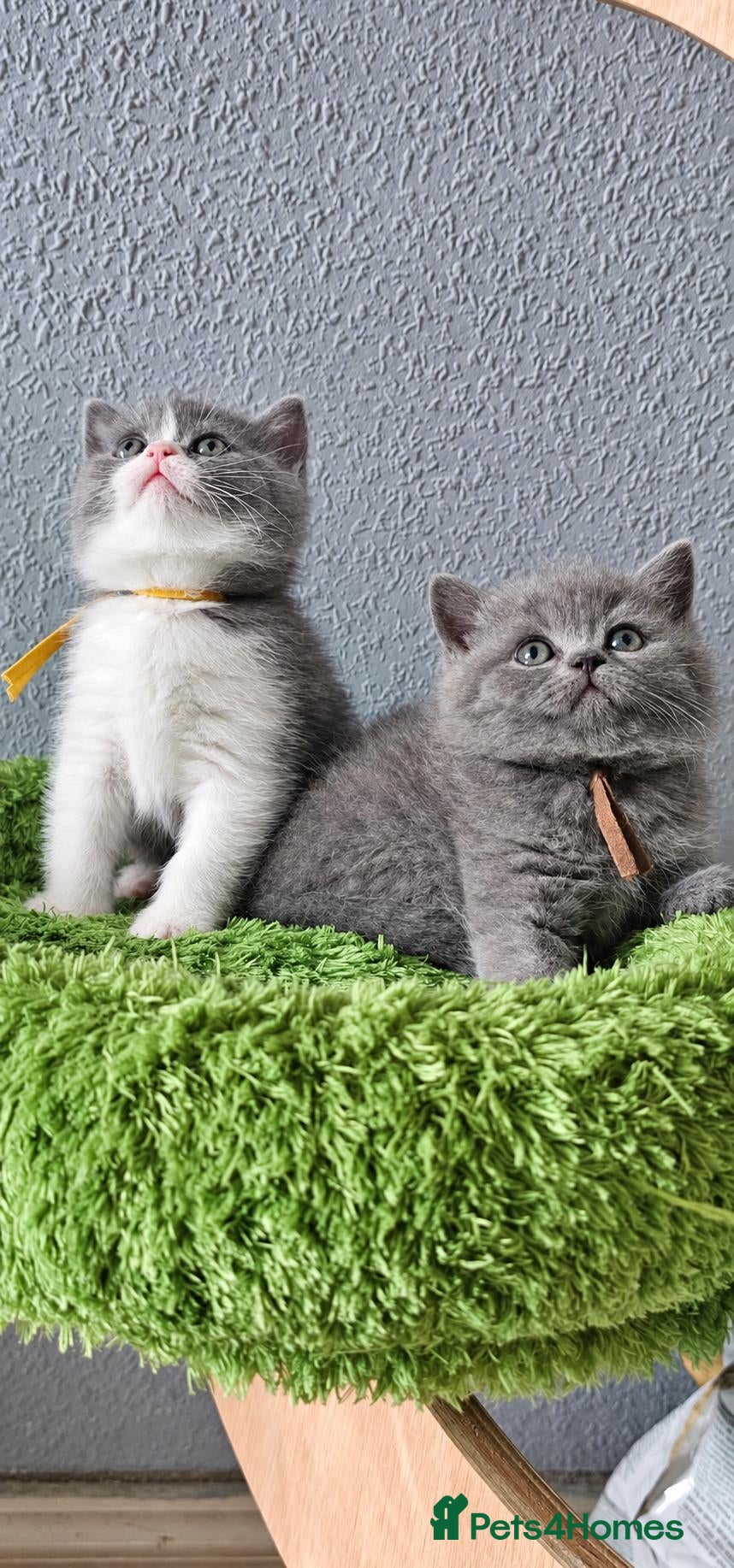 British Shorthair cats GCCF Registered British Shorthair Kittens - Advert 2