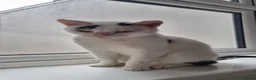 Domestic Shorthair cats for sale: Older white female cat - Advert 3