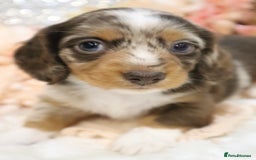 Miniature Dachshund dogs for sale: KC Miniature Dachshund Puppies - Advert 10