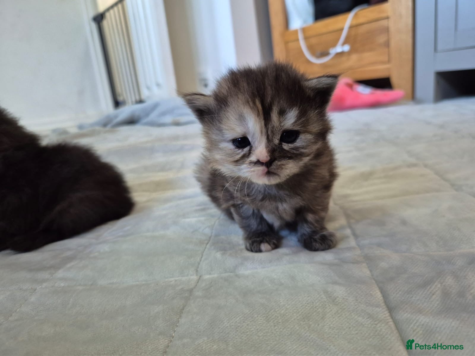 Persian cats for sale: Persian Kittens – 4 Females - Advert 2